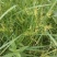 油莎豆种子虎坚果圆形农家豆浆油沙豆虎坚果油豆一年生草本植