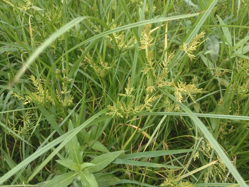 油莎豆种子虎坚果圆形农家豆浆油沙豆虎坚果油豆一年生草本植