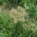 油莎豆种子虎坚果圆形农家豆浆油沙豆虎坚果油豆一年生草本植