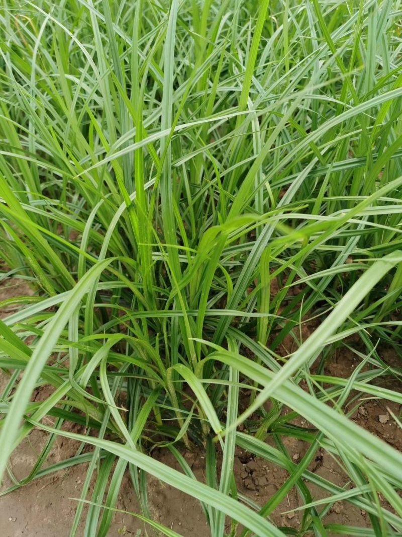 油莎豆种子虎坚果圆形农家豆浆油沙豆虎坚果油豆一年生草本植