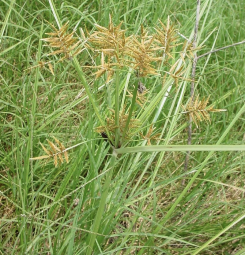 油莎豆种子虎坚果圆形农家豆浆油沙豆虎坚果油豆一年生草本植