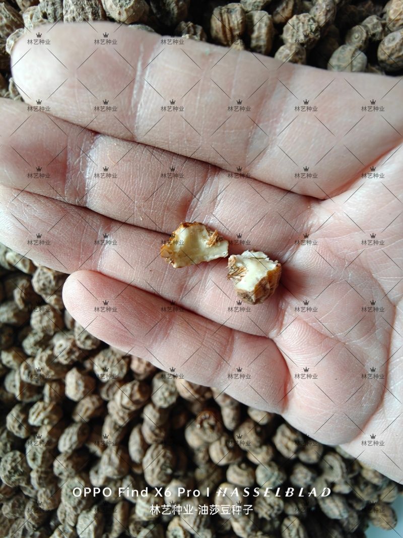 油莎豆种子虎坚果圆形农家豆浆油沙豆虎坚果油豆一年生草本植
