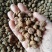 油莎豆种子虎坚果圆形农家豆浆油沙豆虎坚果油豆一年生草本植