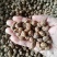 油莎豆种子虎坚果圆形农家豆浆油沙豆虎坚果油豆一年生草本植