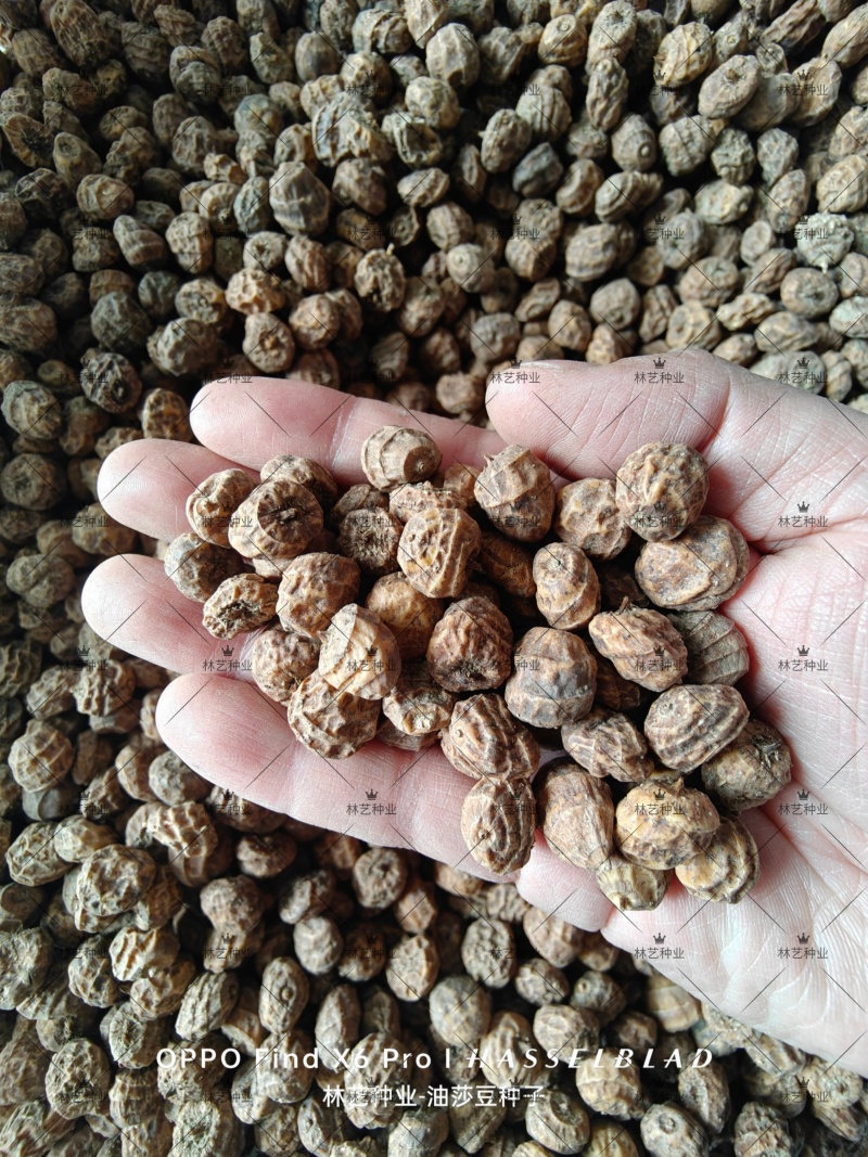 油莎豆种子虎坚果圆形农家豆浆油沙豆虎坚果油豆一年生草本植