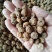 油莎豆种子虎坚果圆形农家豆浆油沙豆虎坚果油豆一年生草本植
