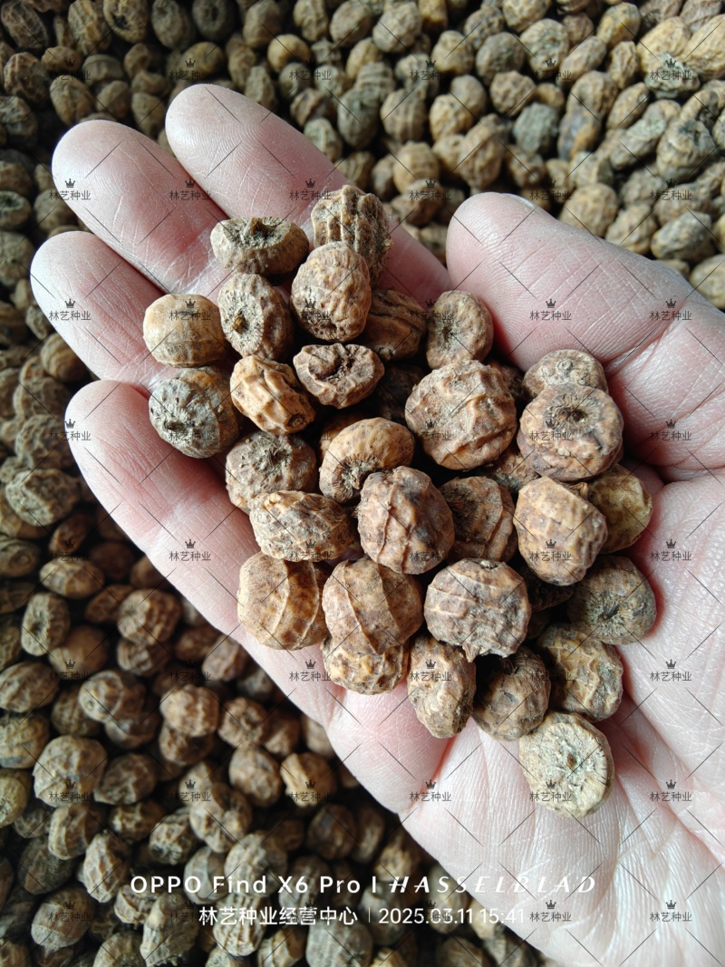 油莎豆种子虎坚果圆形农家豆浆油沙豆虎坚果油豆一年生草本植