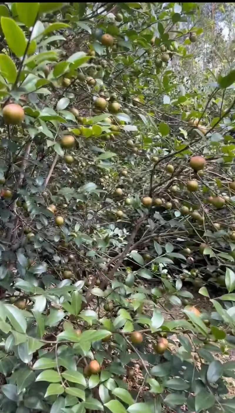 精品山茶油对接全国量大从优常年供应厂家直供