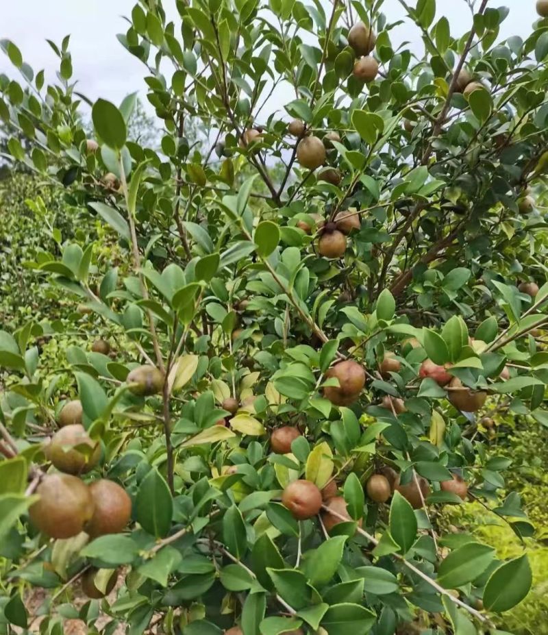 精品山茶油对接全国量大从优常年供应厂家直供