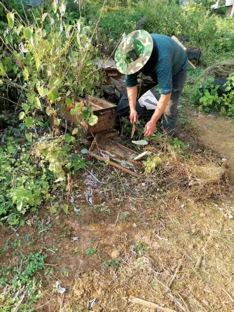 精品山茶油对接全国量大从优常年供应厂家直供