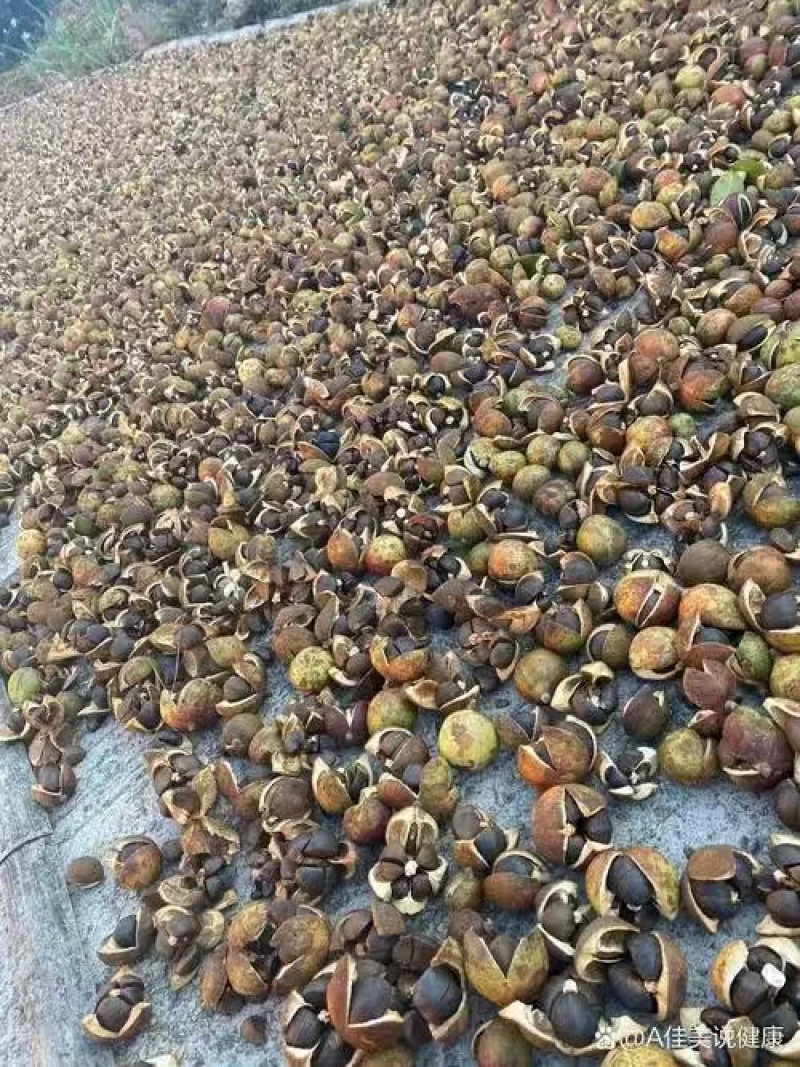 精品山茶油对接全国量大从优常年供应厂家直供