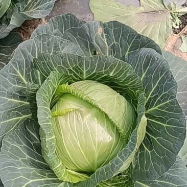 新鲜莲花白，物美价廉，协助装车