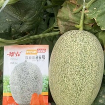 耀农抗裂25哈蜜瓜种子带绿道网纹布满全瓜桔红松脆甜抗病