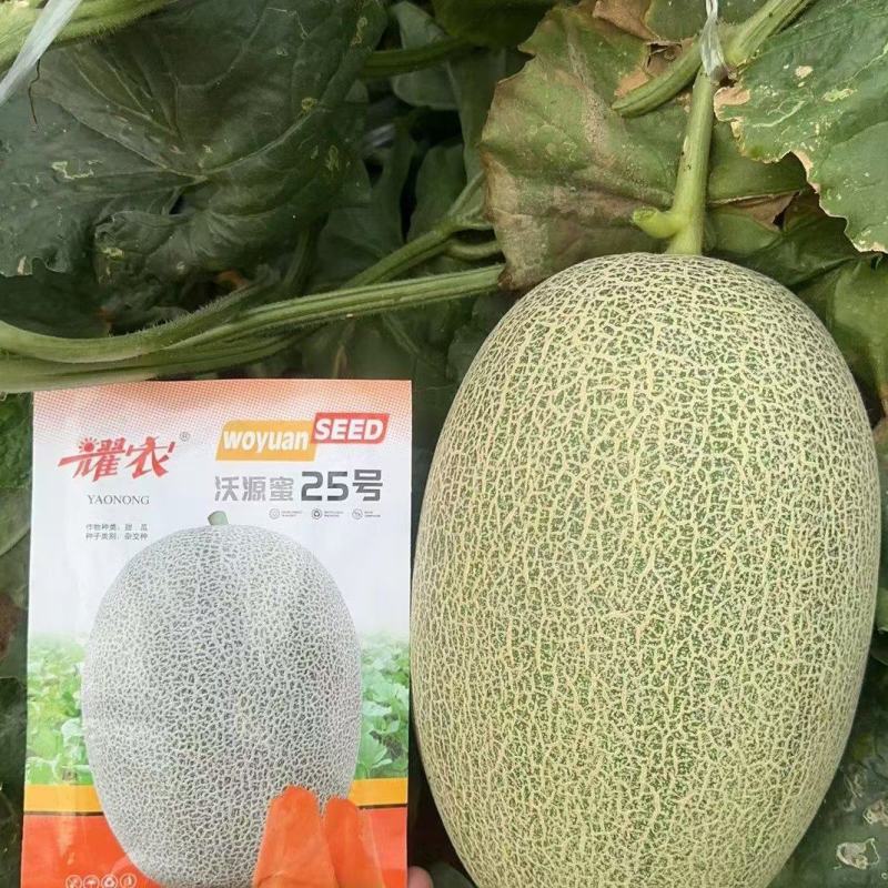 耀农抗裂25哈蜜瓜种子带绿道网纹布满全瓜桔红松脆甜抗病