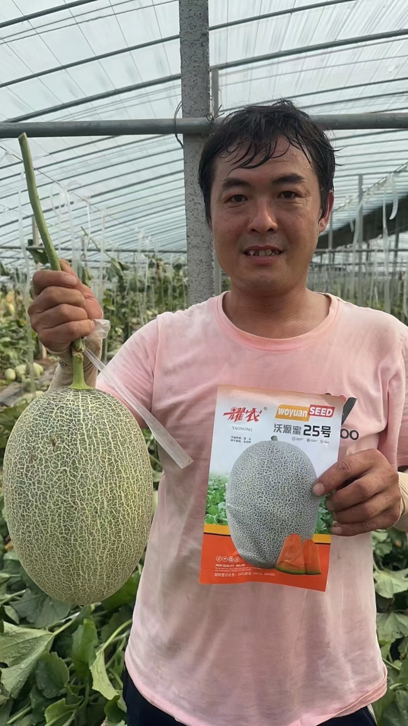 耀农抗裂25哈蜜瓜种子带绿道网纹布满全瓜桔红松脆甜抗病