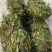 鸡骨草新鲜干净小扎把质量保证价格美丽
