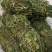 鸡骨草新鲜干净小扎把质量保证价格美丽