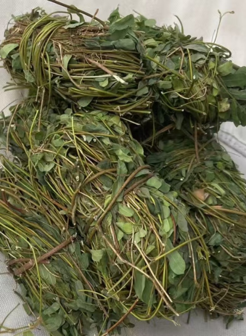 鸡骨草新鲜干净小扎把质量保证价格美丽