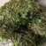 鸡骨草新鲜干净小扎把质量保证价格美丽