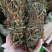 鸡骨草新鲜干净小扎把质量保证价格美丽