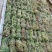 鸡骨草新鲜干净小扎把质量保证价格美丽