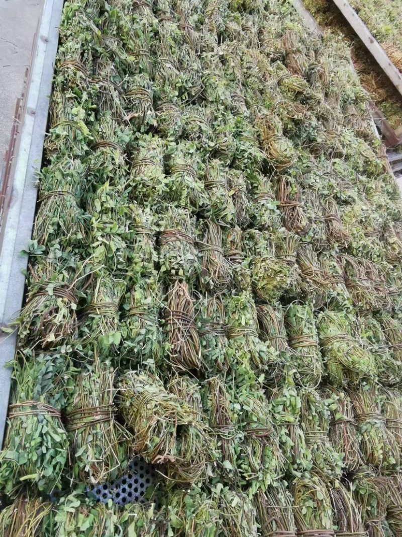 鸡骨草新鲜干净小扎把质量保证价格美丽