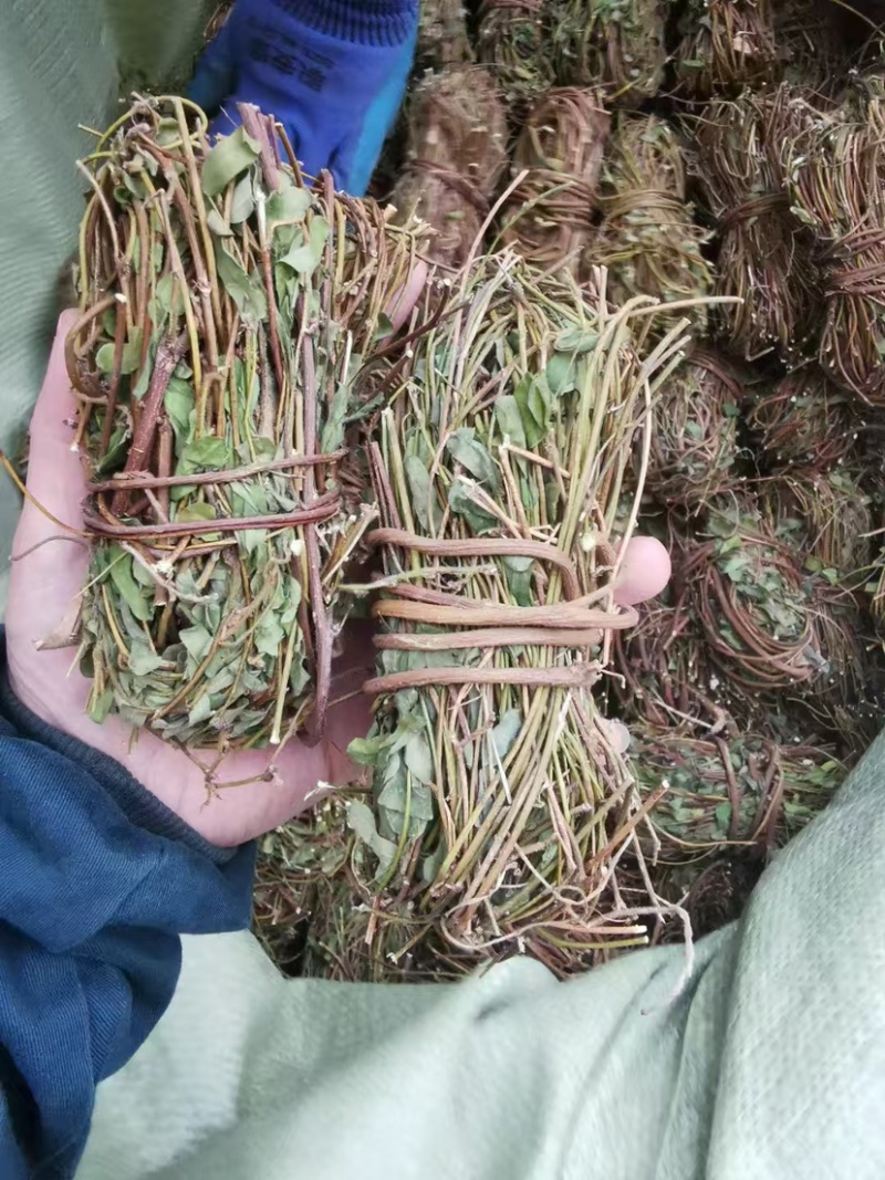 鸡骨草新鲜干净小扎把质量保证价格美丽