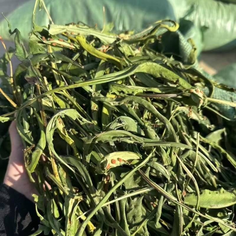 大叶化石草化石草产地直供