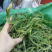 大叶化石草化石草产地直供