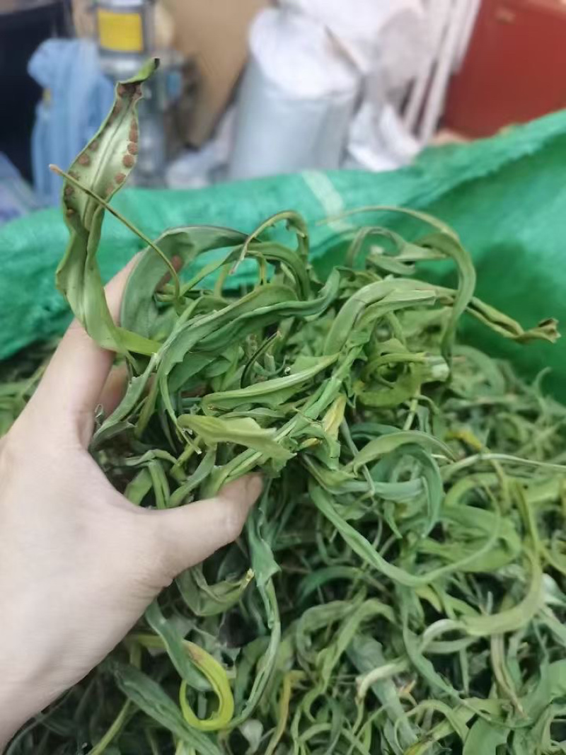 大叶化石草化石草产地直供