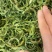 大叶化石草化石草产地直供