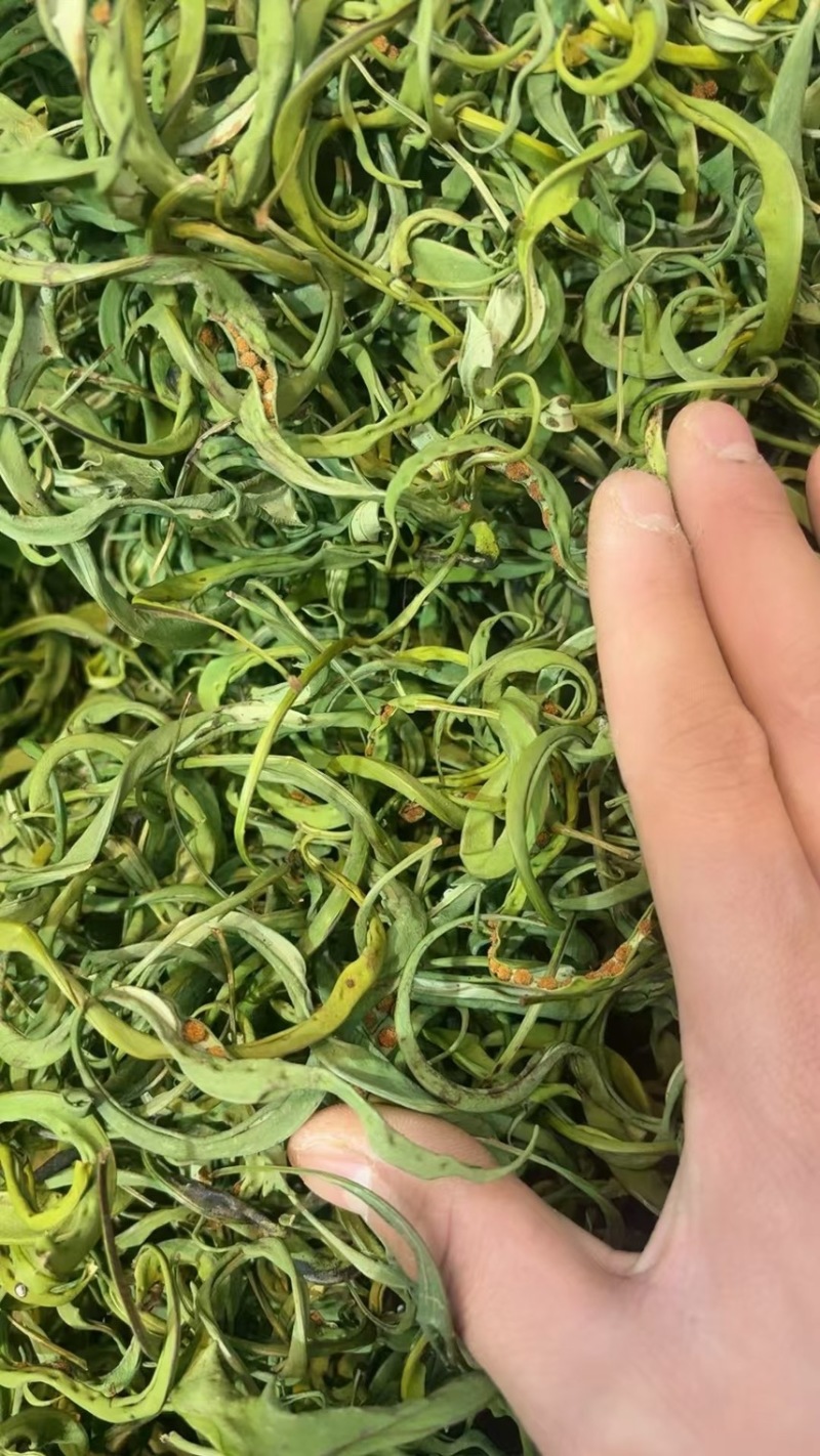 大叶化石草化石草产地直供