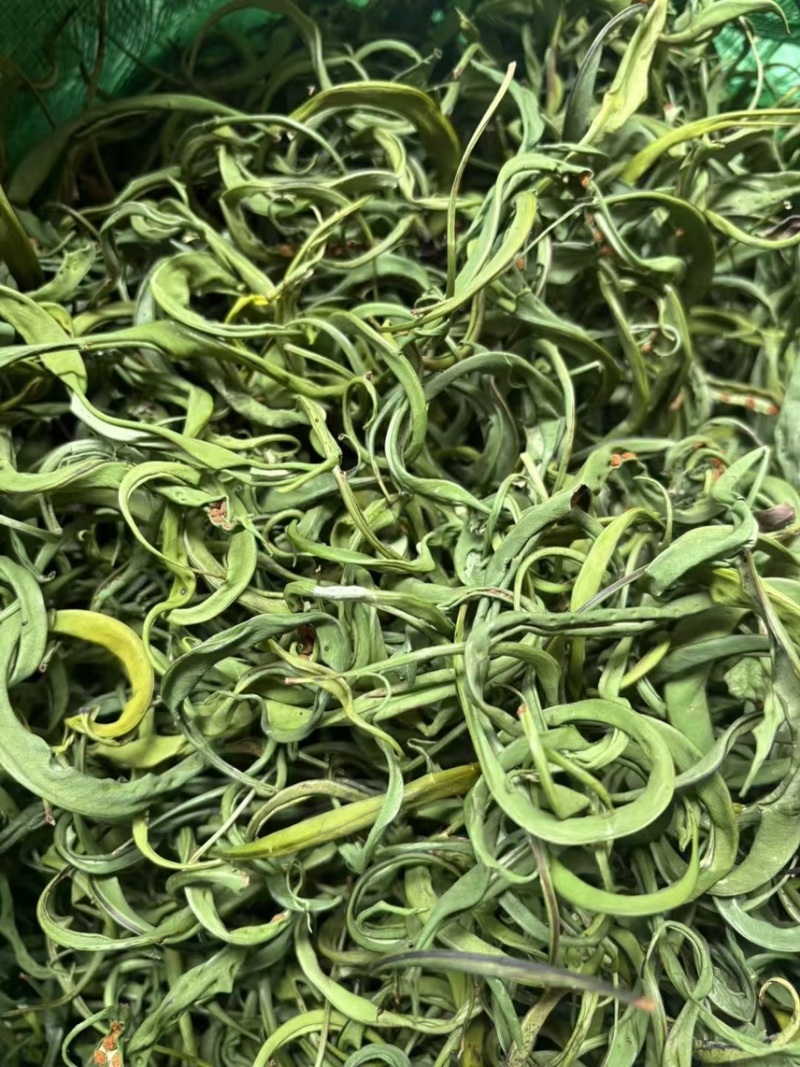 大叶化石草化石草产地直供