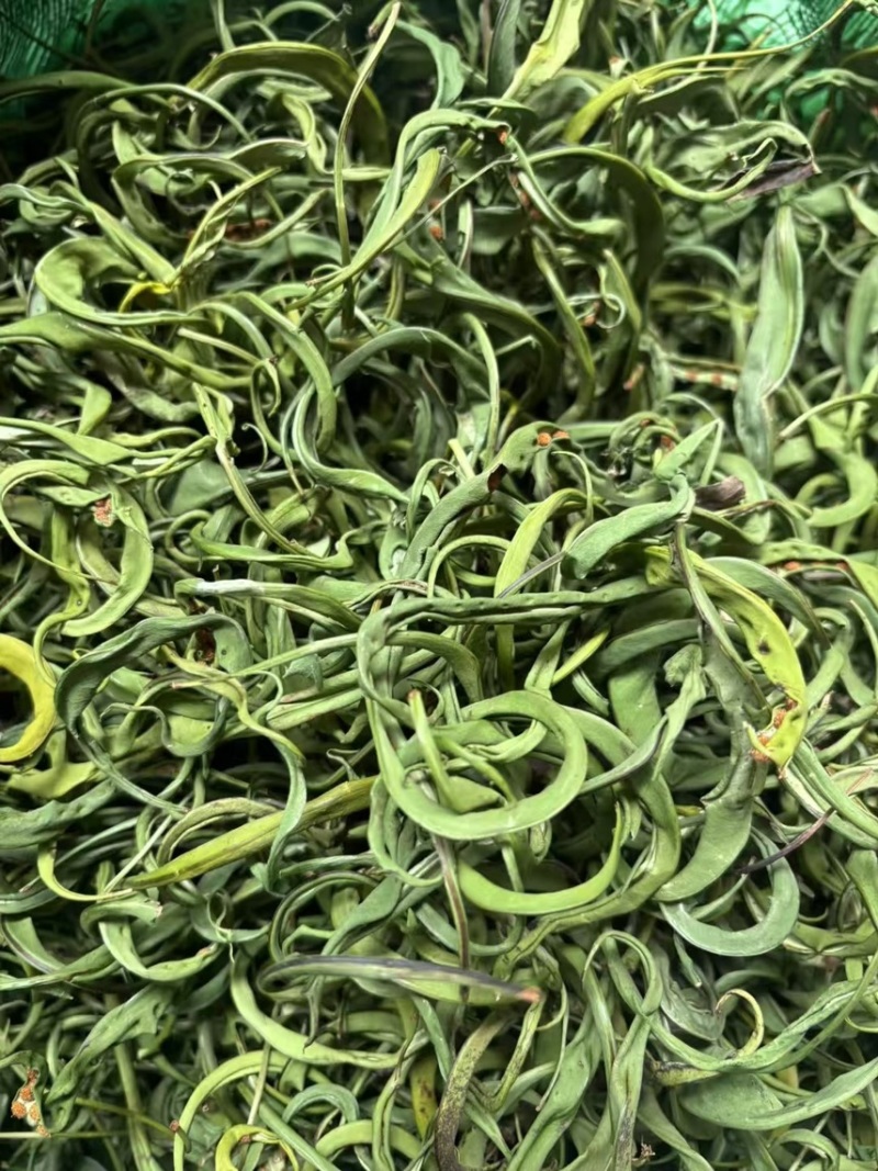 大叶化石草化石草产地直供