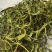 大叶化石草化石草产地直供