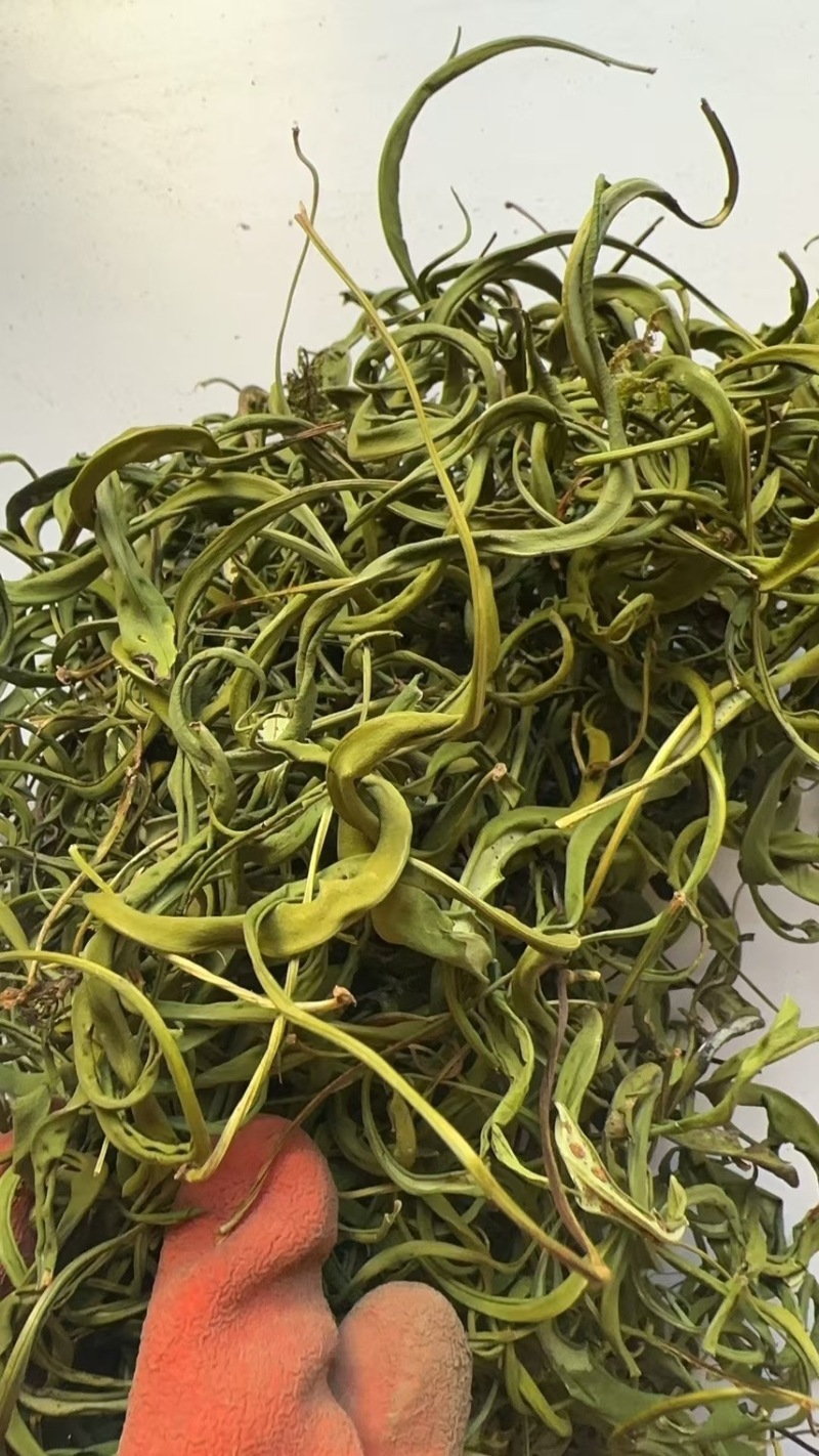 大叶化石草化石草产地直供