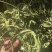 大叶化石草化石草产地直供