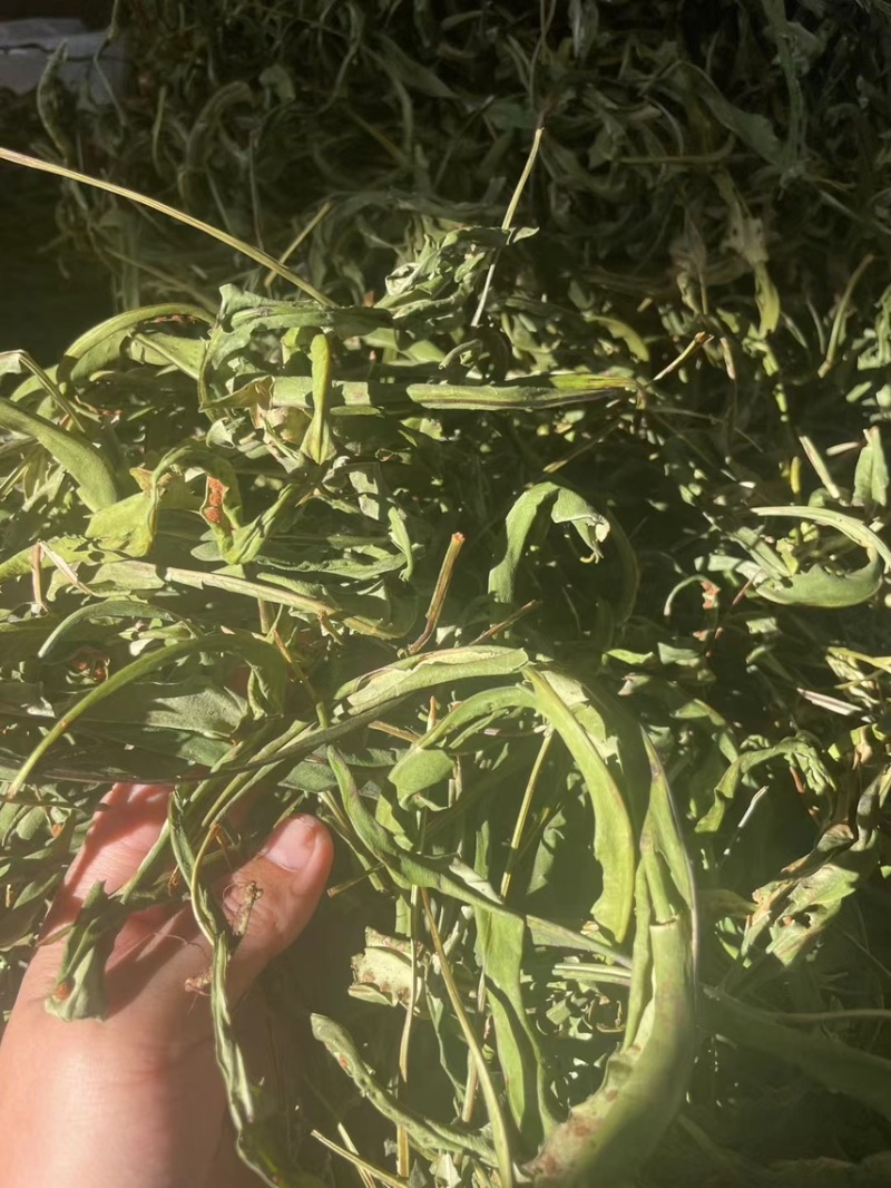 大叶化石草化石草产地直供