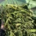 大叶化石草化石草产地直供