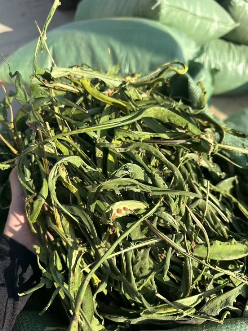 大叶化石草化石草产地直供