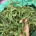 大叶化石草化石草产地直供