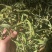 大叶化石草化石草产地直供
