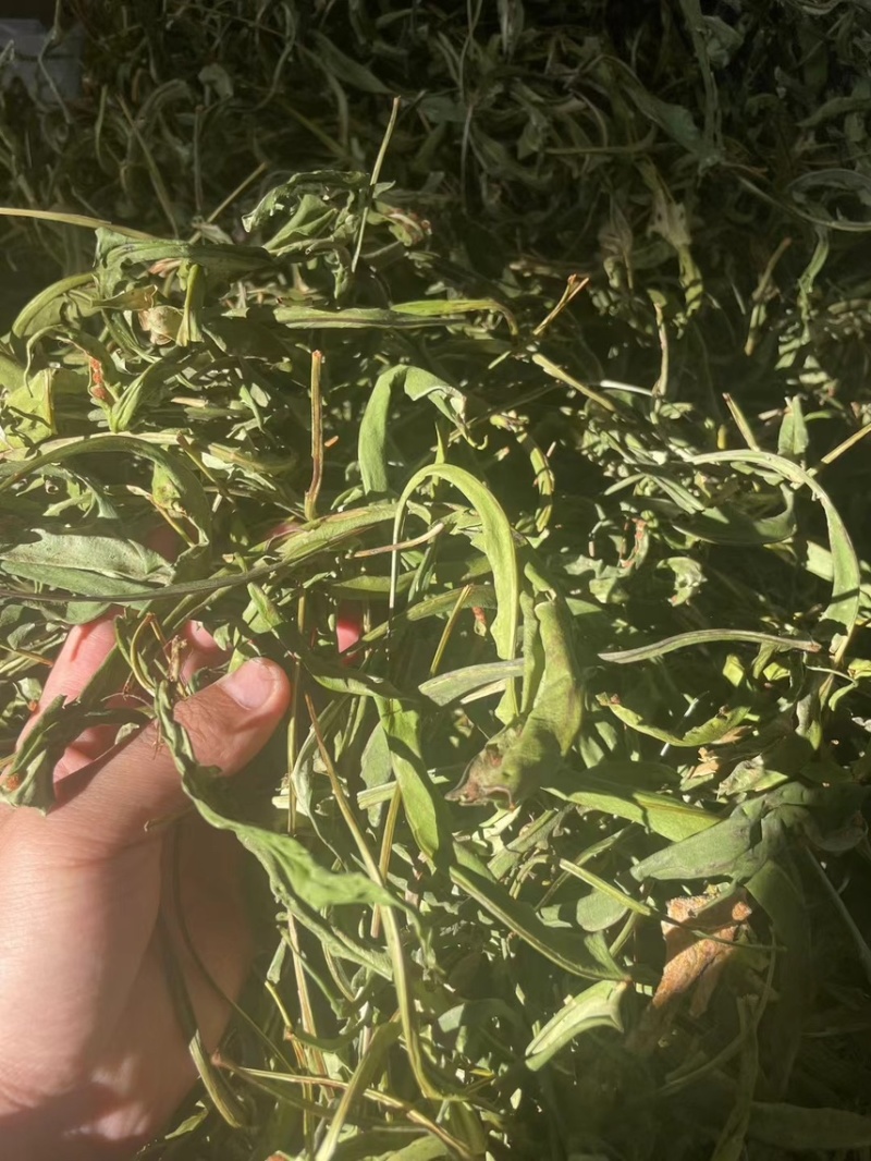 大叶化石草化石草产地直供