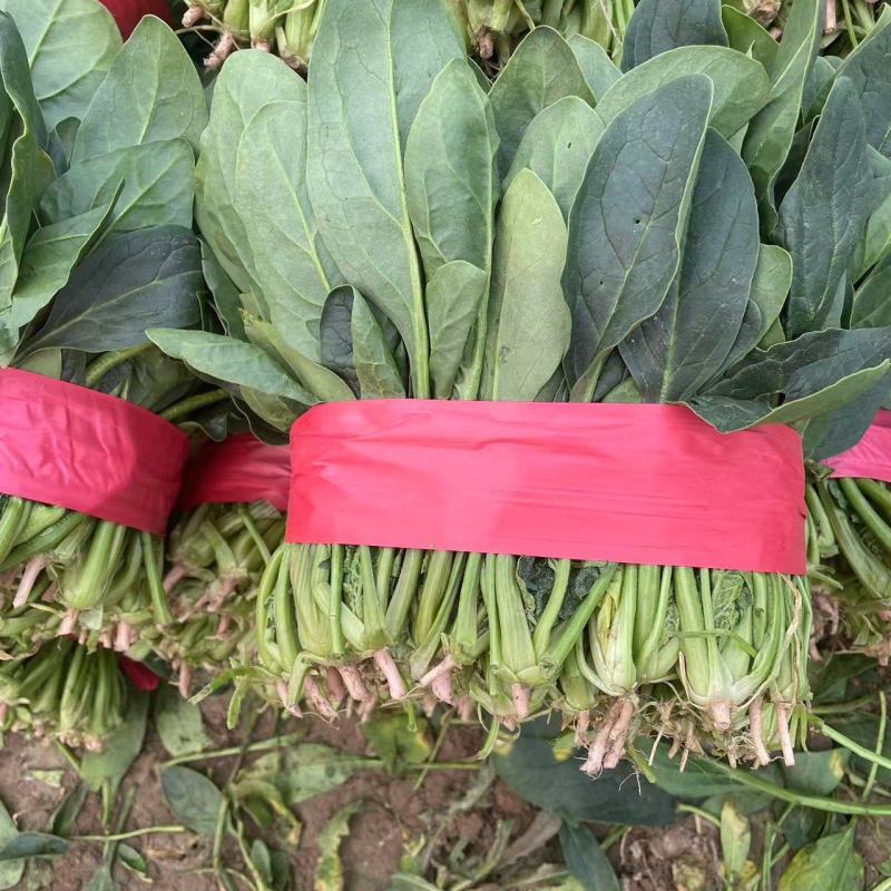 精品大叶菠菜