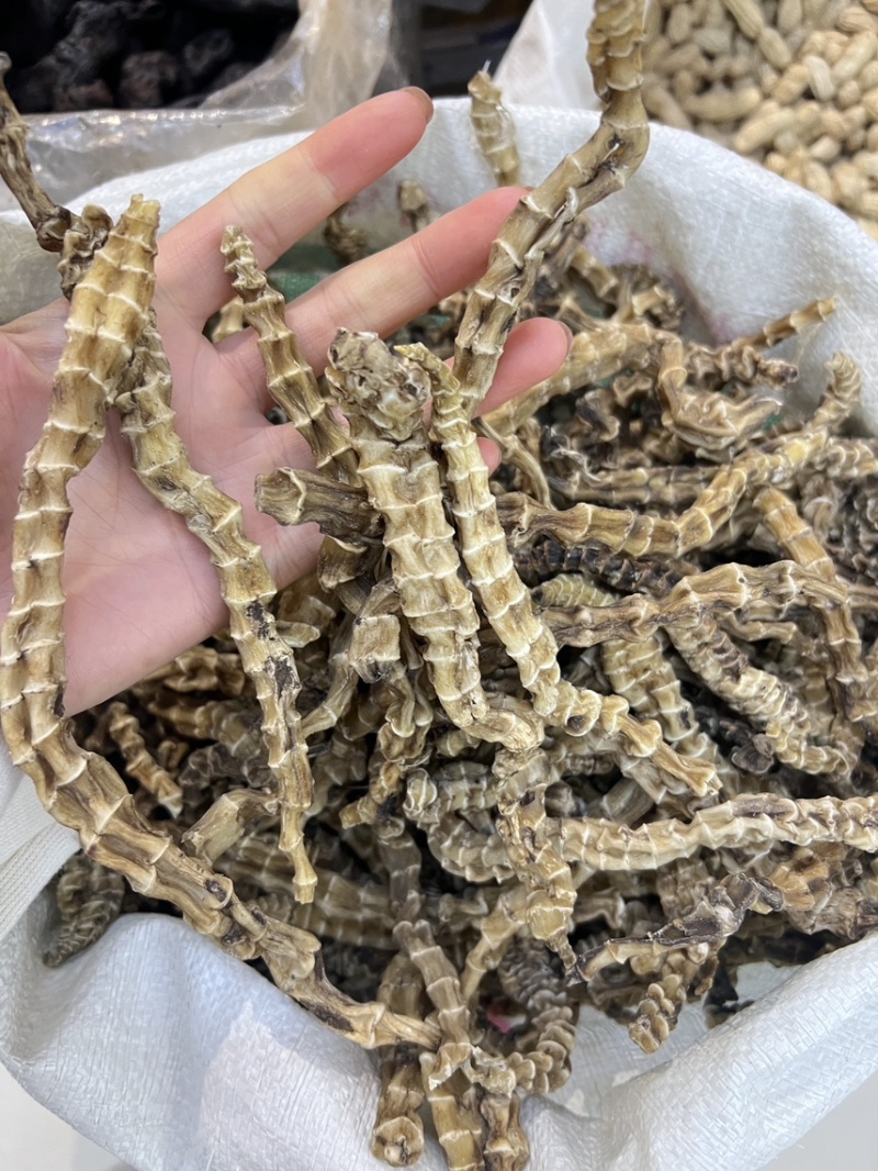 地参虫草参云南地参供应