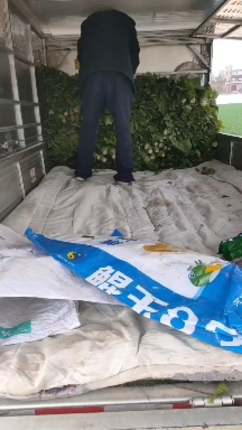 华州红叶香莴笋马上上市，可打捆，可散装毛笋，欢迎联系。