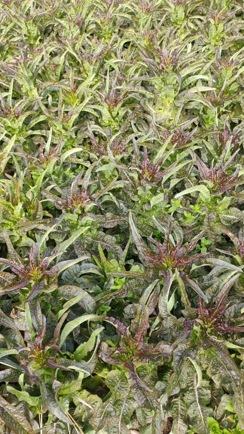 华州红叶香莴笋马上上市，可打捆，可散装毛笋，欢迎联系。