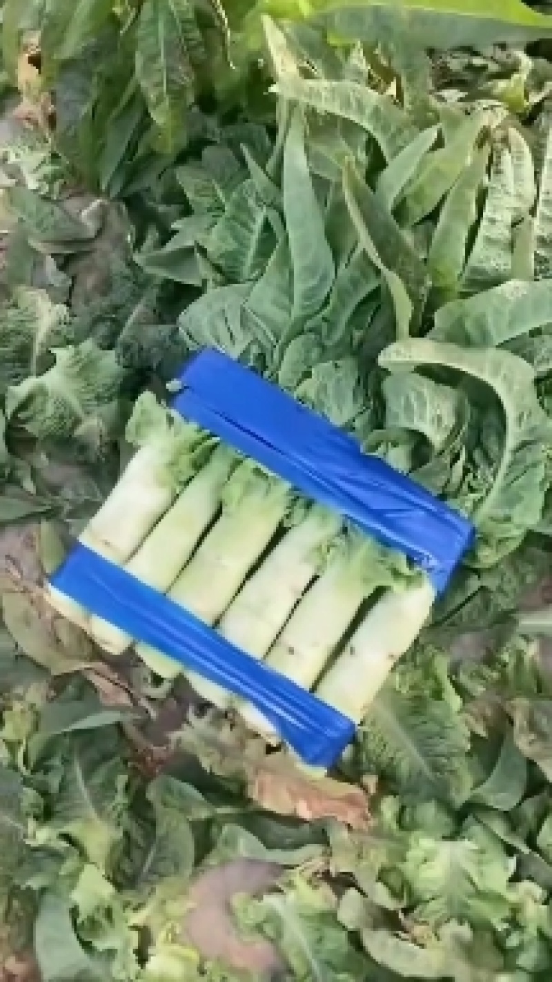 华州红叶香莴笋马上上市，可打捆，可散装毛笋，欢迎联系。