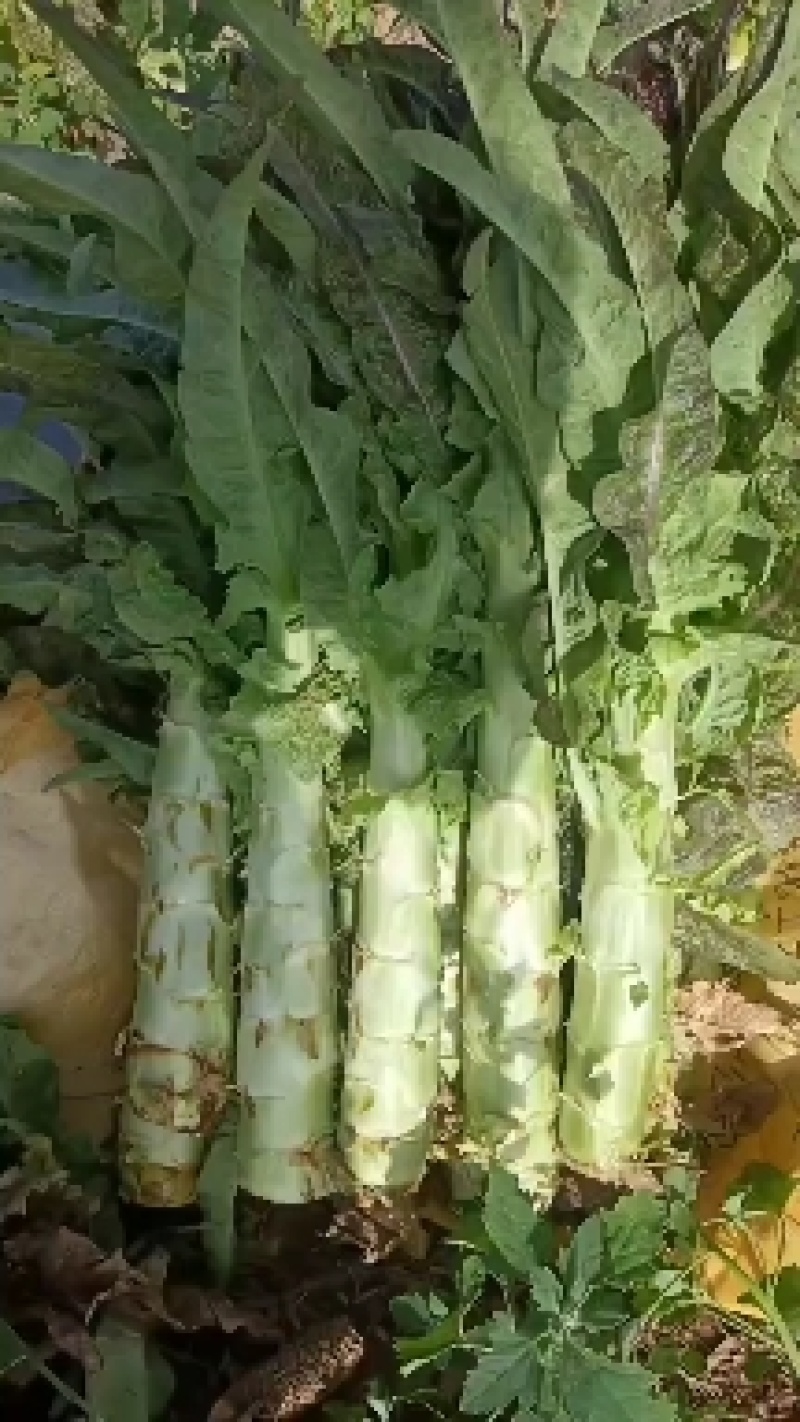 华州红叶香莴笋马上上市，可打捆，可散装毛笋，欢迎联系。