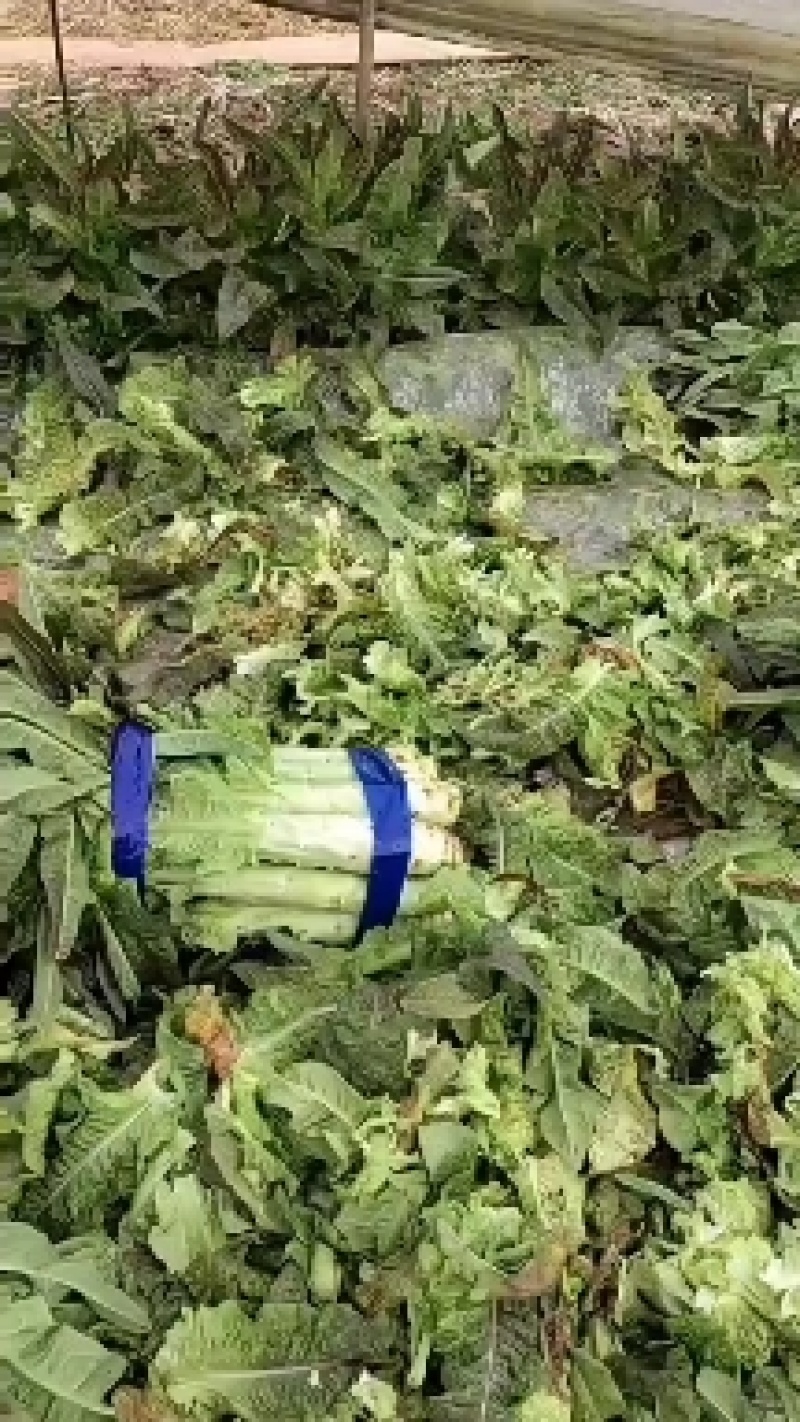 华州红叶香莴笋马上上市，可打捆，可散装毛笋，欢迎联系。